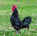 A Black Rooster in Tenuta Torciano Field – Torciano Magazine