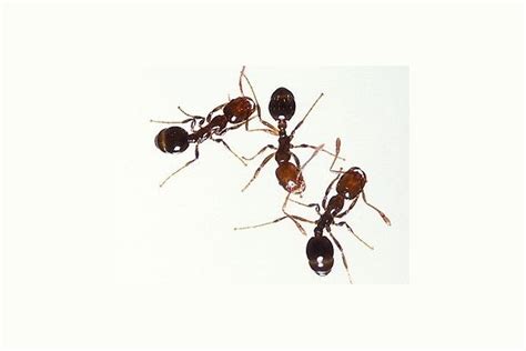 Safe, affordable, effective and easy to use when used as directed. Fire Ants Florida Control | Mice