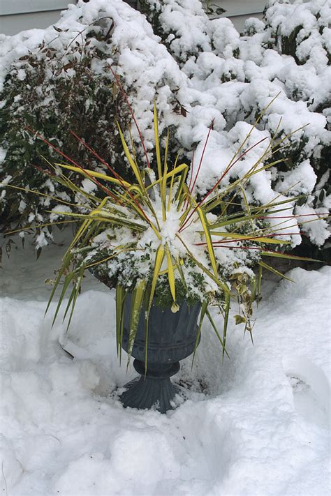 Camilla Clem Outdoor Winter Flowers For Pots Winter Container Plants