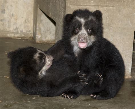 Andean Spectacled Bear Cubs Smithsonian Institution