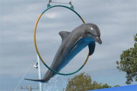 Dolphin Picture Of Pet Porpoise Pool Dolphin Marine Magic Coffs