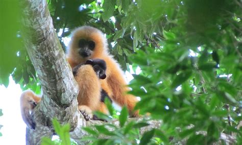 ‘over Half Of Worlds Primate Species Threatened With Extinction