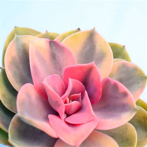 Echeveria Rainbow Surreal Succulents