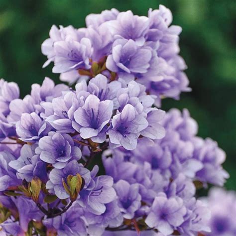 Gardens Alive 8 Oz Purple Purple Gem Rhododendron Flowering Shrub In