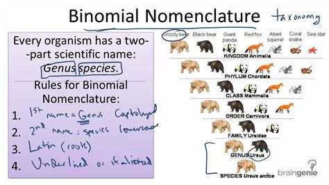 1313 Binomial Nomenclature Youtube