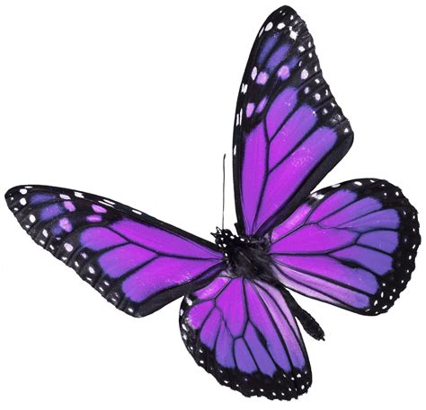 Purple Butterfly ⋆ Star Legacy Foundation