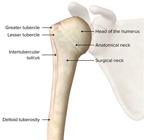 Humerus Bone Anterior View