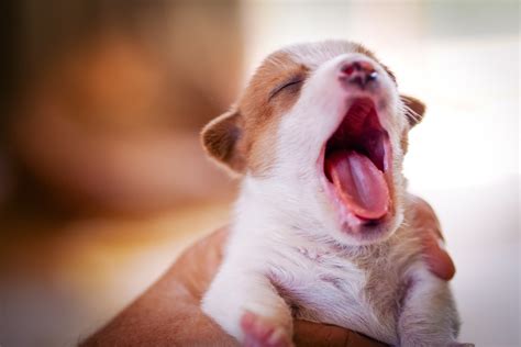 Dogs Can Catch Our Yawns New Study Reveals