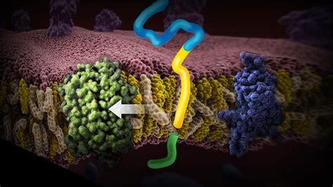 Amyloid Plaque Formation In Cell Photograph By Anatomical Travelogue