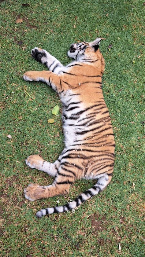 Cishet Pabz On Twitter Rt Abramjee Tiger Captured In Edenvale Jhb