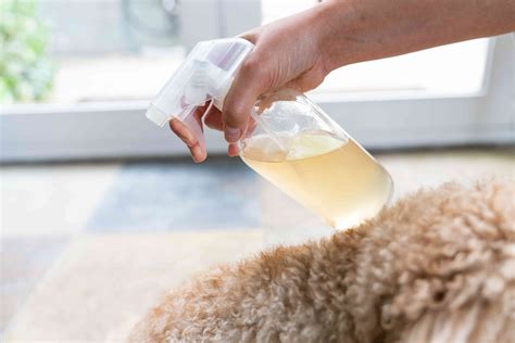 Natural Remedies For Dog Rash On Belly Shop Online Save 61 Jlcatj