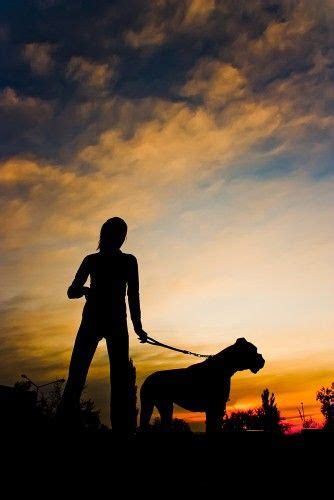 Five Safety Tips For Dog Walking At Night Dog Walking Dog Friendly