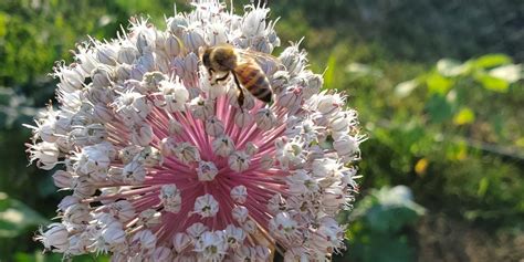 Of Multiple Stressors Pesticides Are The Most Harmful To Bees By