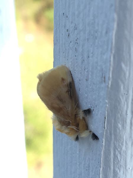 Southern Flannel Moth Project Noah