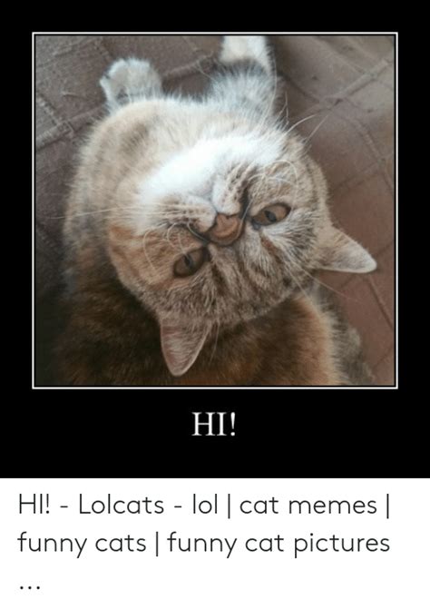 13 funny cat memes lolcats factory memes