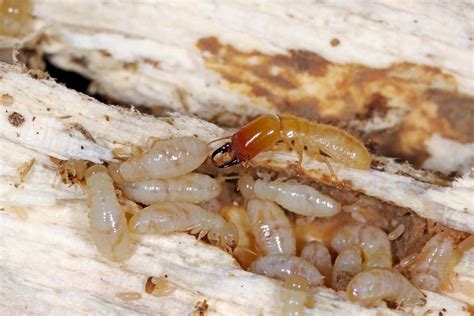 How To Get Rid Of Drywood Termites Pests In The Home