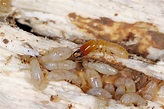 How to Get Rid of Drywood Termites - Pests In The Home