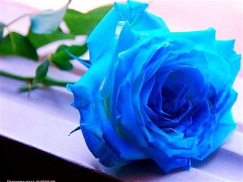 Dewi tunjung biru, jamu tunjung biru, khasiat bunga tunjung biru, manfaat bunga tunjung biru, tunjung biru mp3, tunjung biru wedding. 7 Arti Mawar Biru yang Bisa Mewakili Perasaan Kamu