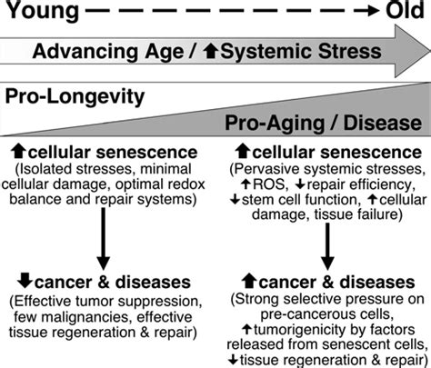 3 The Cellular Senescence Paradox In A Background Of Low General