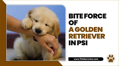 Bite Force Of A Golden Retriever In Psi Best Measured