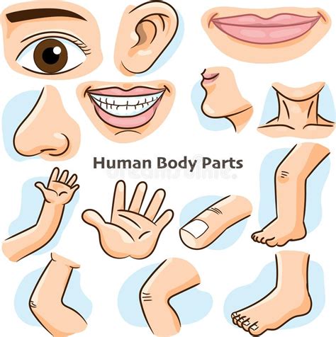 Body Parts Clip Art 20 Free Cliparts Download Images On Clipground 2024