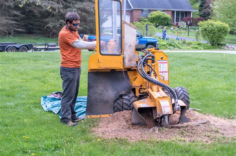 Stump Grinding Vs Stump Removal What Are The Differences — Clear