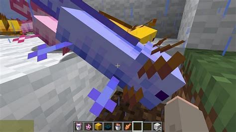 How To Spawn A Blue Axolotl In Minecraft Bedrock Mudfooted
