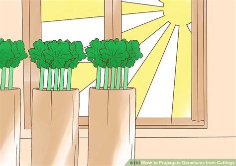 How To Propagate Geraniums From Cuttings 11 Steps With Pictures