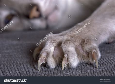 579 Extended Claws Images Stock Photos And Vectors Shutterstock