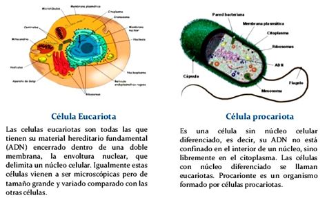 Diferencias Entre Células Eucariotas Y Procariotas Tipos De Celulas