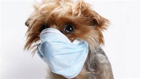 Follow these five easy steps to help keep your family clear from catchy infections. Is Your Pet Making You Sick? How Dogs Spread Germs
