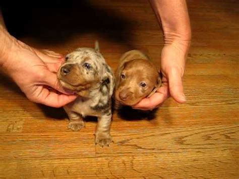 Mgm dachshunds past sold puppies, dachshund breeder, dachshund puppies for sale. AVAILABLE Dapple Dachshunds Puppies for sale in california ...