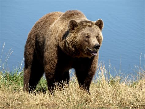 Grizzly Bear Your Hike Guide