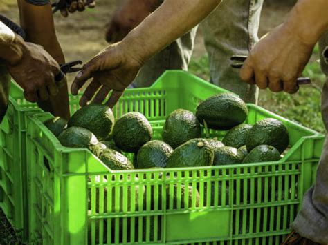 Your Avocado Obsession Is Now Causing A Drought In Chile