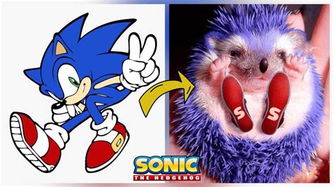 Sonic The Hedgehog All Characters In Real Life Youtube