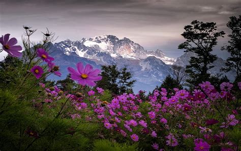 Hd Wallpaper Pink Aster Flowers Landscape Nature Spring Mountains