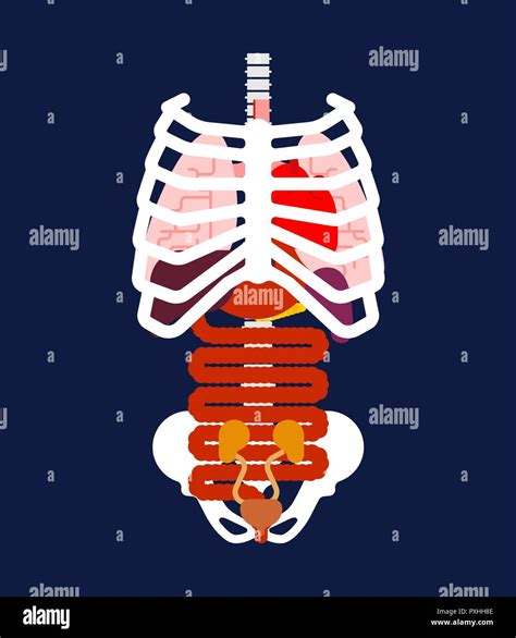 Rib Cage And Internal Organs Human Anatomy Systems Of Man Body And