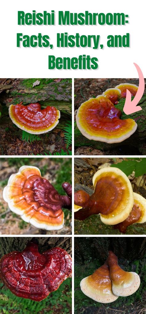 Reishi Mushrooms Facts Benefits And History Mushroom Appreciation