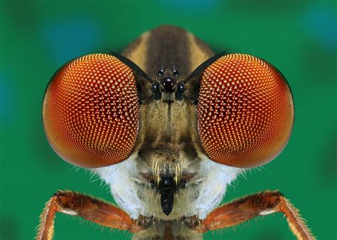 But i can't make out what it actually means. WINNER - Robber Fly Eyes Close- up - Corel Discovery Center