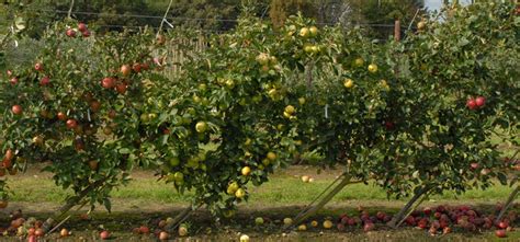 Poorly drained soil in many parts of step 4. Cordon Fruit Trees: How to Get the Best Harvest From a ...
