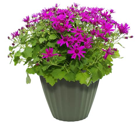 Flower plant png, Flower plant png Transparent FREE for download on png image