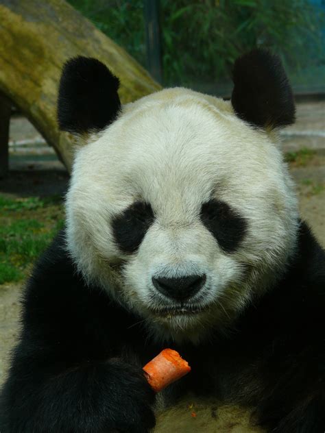 Bao Bao Pandabär Aus Dem Berliner Zoo Foto And Bild Tiere Zoo