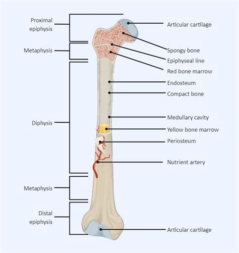 Long Bone Labeled Medical School Essentials Science Diagrams School