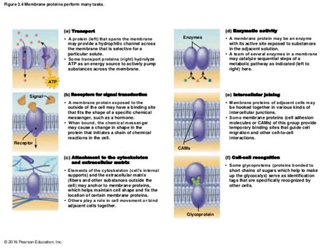 Major functions of membrane proteins. Ch 03 lecture_presentation_a