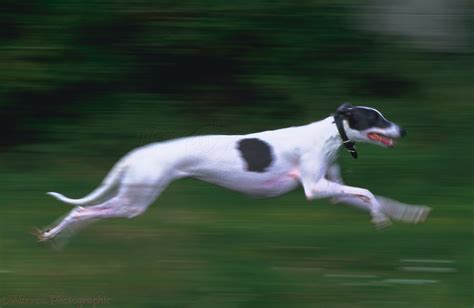 Dog Greyhound Running Photo Wp00689