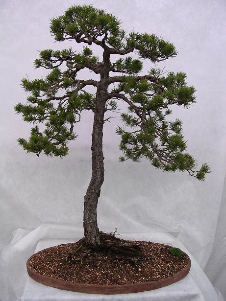 It's time to dig out your gloves and gardening tools, and create your new masterpiece. Jersey Bonsai Society