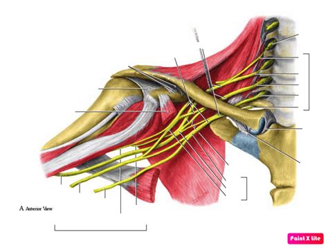 Brachial Plexus Dissection Diagram Quizlet