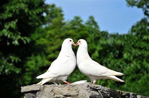 Royalty Free Dove Bird Pictures Images And Stock Photos Istock