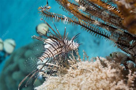 Juvenile Lionfish Stock Image Z6051979 Science Photo Library