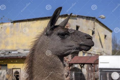 Funny Lama Portrait Dark Brown Hairy Animal Funny Face Expression